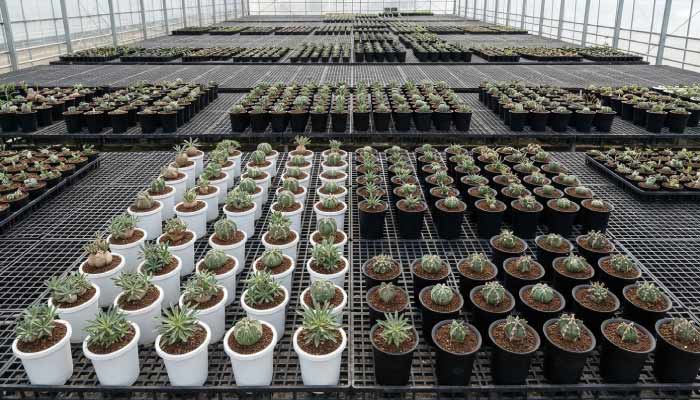Plastic Plant Nursery Pots at Scale What Commercial Growers Actually Need From a Bulk Supplier