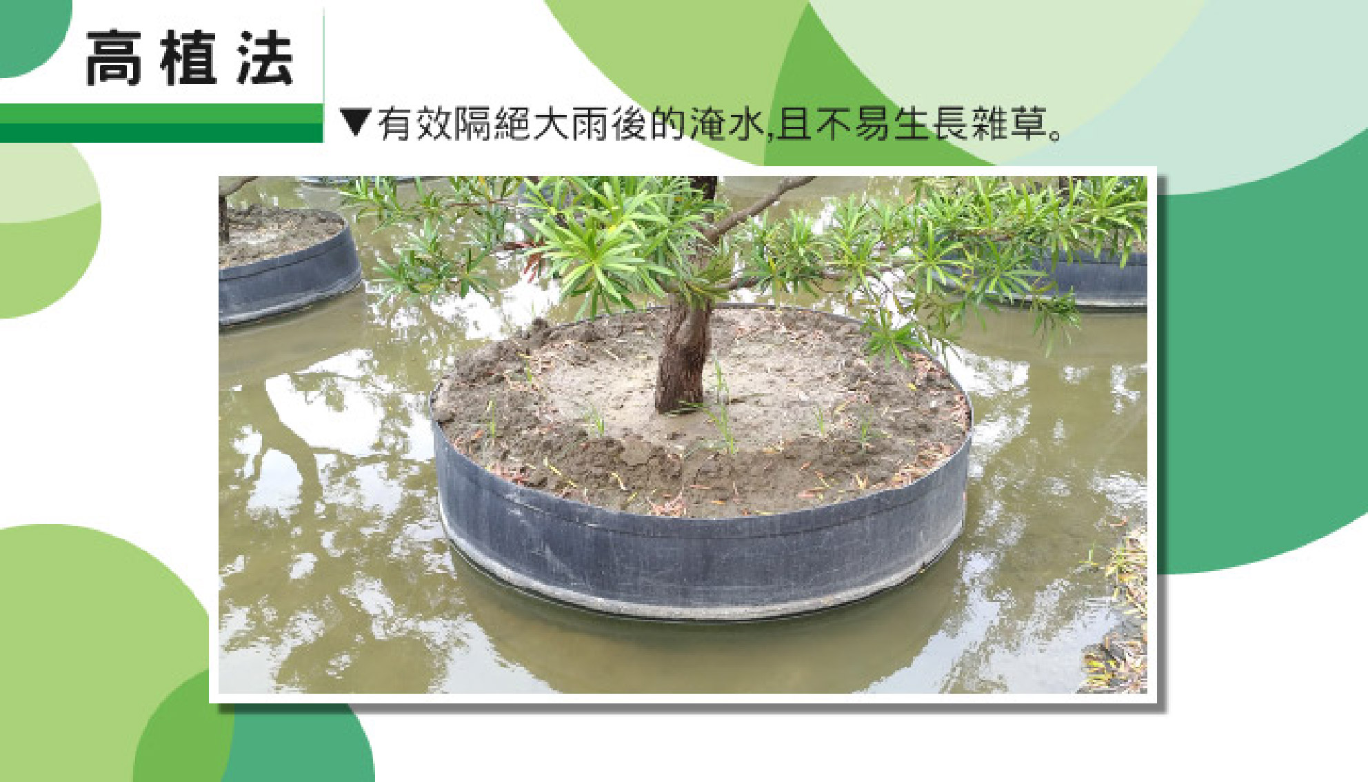 高植法搭配平板圈墊高種植示意圖