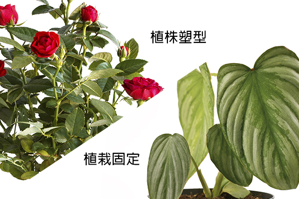 CL-001 蘭花夾