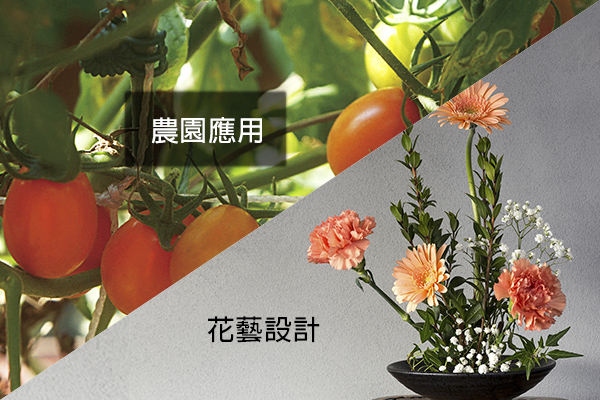CL-001 蘭花夾