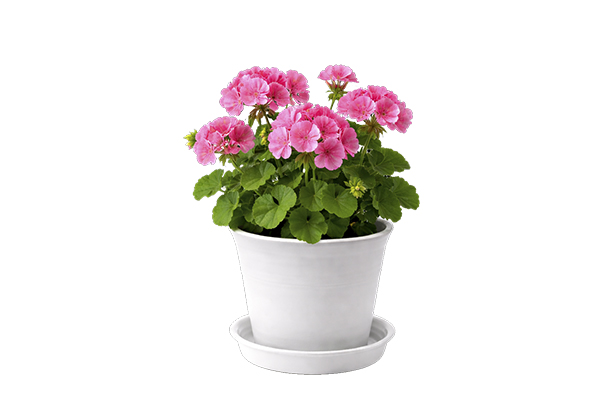 L-062 China Clay Saucer