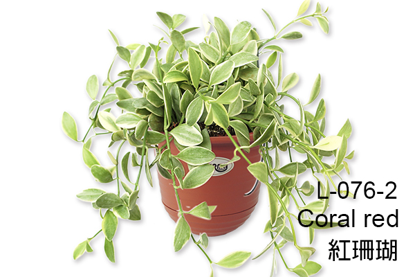 L-076 Aiermei Semi-Circle Wall Hanging Pot 圓形壁盆