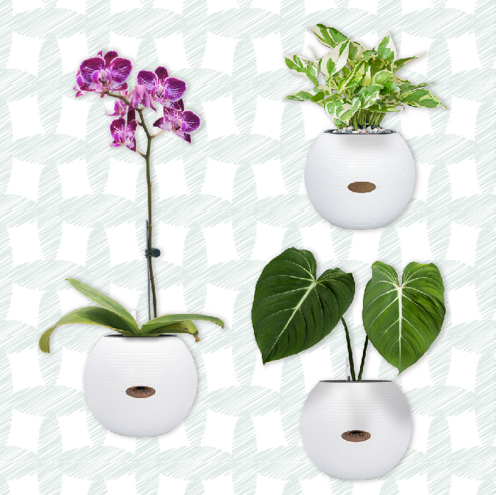 AIERMEI Golf Ball Pot &mdash; cafe and office decoration application