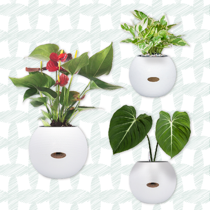 Water indicator planter displays real-time water level for convenient plant care.