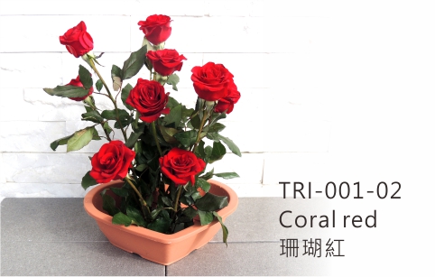 TRI-001 Aiermei Valentine Pot 心型花盆