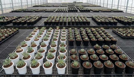 Plastic Plant Nursery Pots at Scale What Commercial Growers Actually Need From a Bulk Supplier